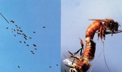 什么样的雄蜂才是好雄蜂图片,怎样分辨中蜂是否有雄蜂图1