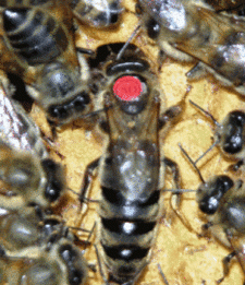 什么样的雄蜂才是好雄蜂图片,怎样分辨中蜂是否有雄蜂图3