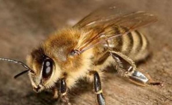 什么样的雄蜂才是好雄蜂图片,怎样分辨中蜂是否有雄蜂图6