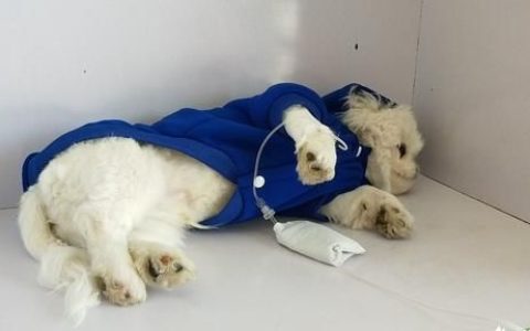 狗狗可以吃妈咪爱吗