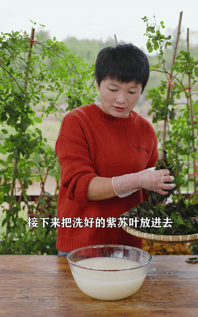 原来甜酒还能这样做？紫苏加糯米一起酿酒，这口感真让人上头