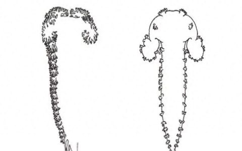 鱼胶真的有营养价值吗