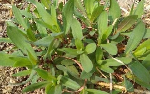 山马扎菜怎么做最好吃(山马扎菜学名叫什么)