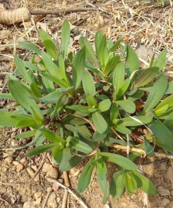 山马扎菜怎么做最好吃(山马扎菜学名叫什么)图1