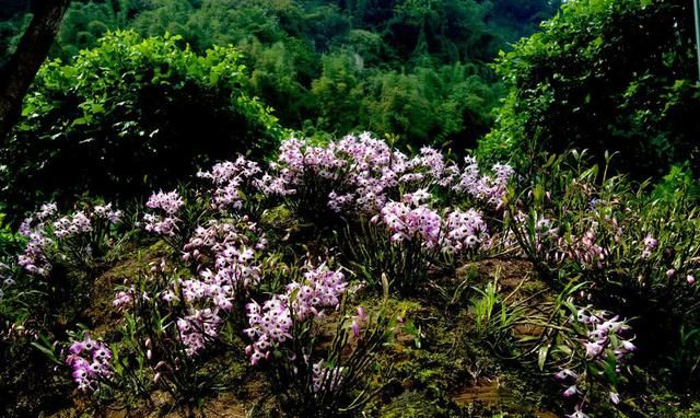 山里一种野草，古人称它为“药黄金”，价格昂贵，千元难买到