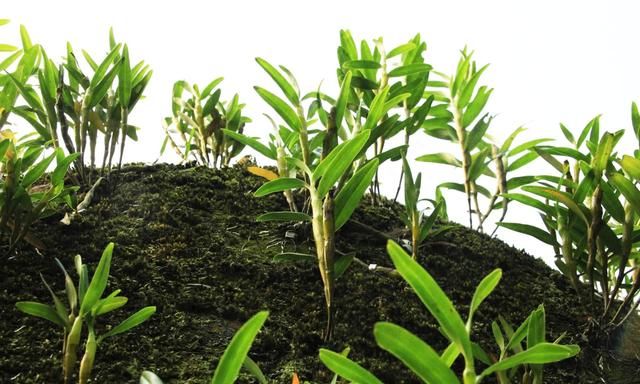 山里一种野草，古人称它为“药黄金”，价格昂贵，千元难买到
