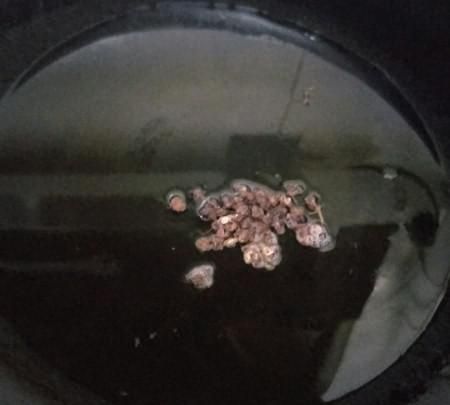美味香辣蟹螃的做法 朋友送些小螃蟹把它辣炒起来也是非常的美味