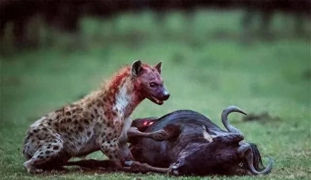30张动物兽性大发残酷捕猎图：鬣狗咬破角马肚皮掏肠吃，难得一见