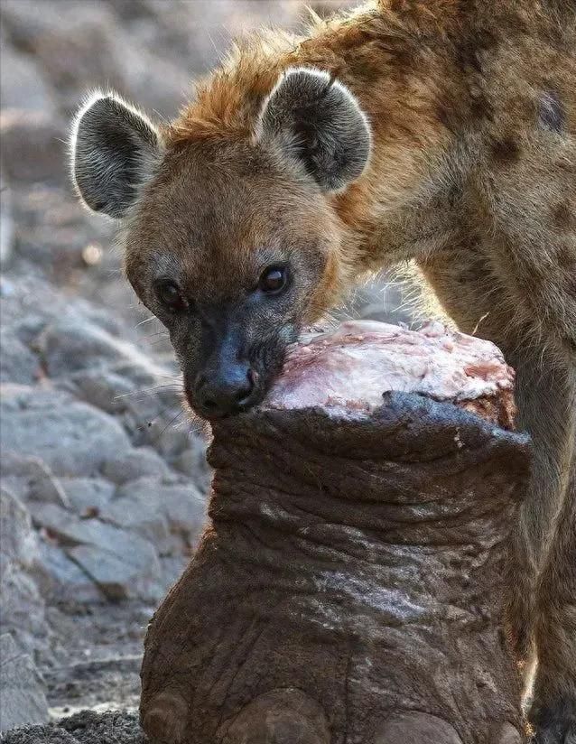 30张动物兽性大发残酷捕猎图：鬣狗咬破角马肚皮掏肠吃，难得一见