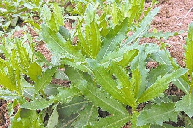 常长在地头的野菜，浑身是“刺”，4月份采摘最好吃，错过成遗憾