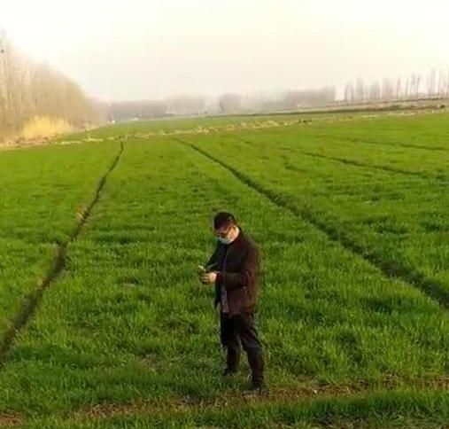 怎么样使用小麦苗后除草剂效果好图1