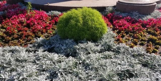 银叶菊是什么样的植物,类似银叶菊的植物图2