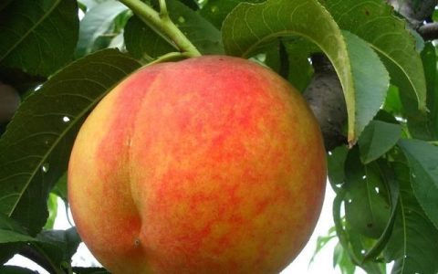 黄桃成品果少是啥原因,黄桃挂果少是什么原因