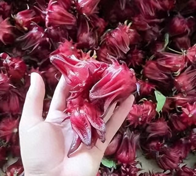 玫瑰茄花的食药用价值简析