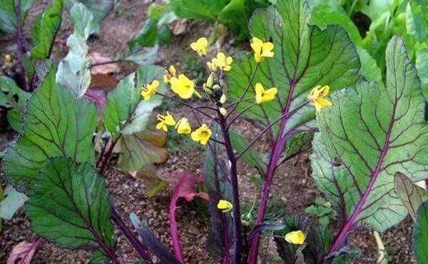 种植的紫菜苔能喷醋吗(露地紫菜苔的最佳播种时间)图1
