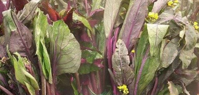 种植的紫菜苔能喷醋吗(露地紫菜苔的最佳播种时间)图3
