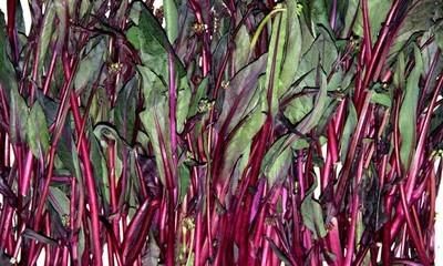 种植的紫菜苔能喷醋吗(露地紫菜苔的最佳播种时间)图7