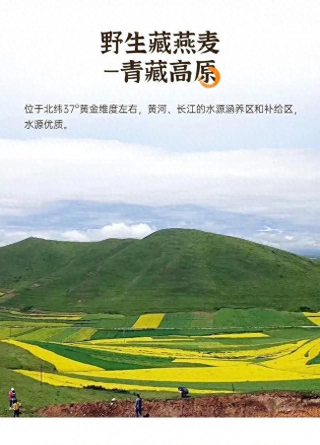 粮忻优选百合藏燕麦粉，坐拥自然、分享品质、见证蝶变