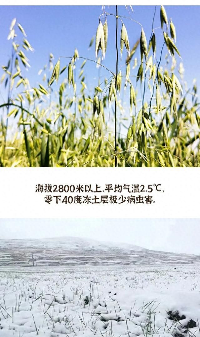 粮忻优选百合藏燕麦粉，坐拥自然、分享品质、见证蝶变