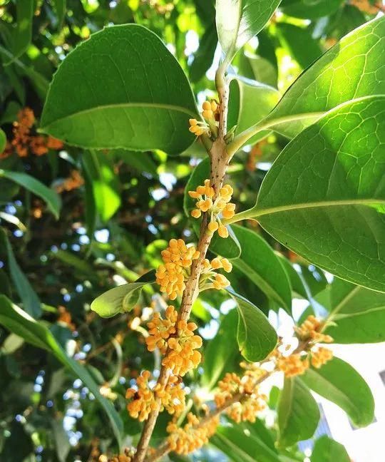 桂花酒、桂花藕、桂花糕......桂花不仅可观赏竟还能做这么多美食