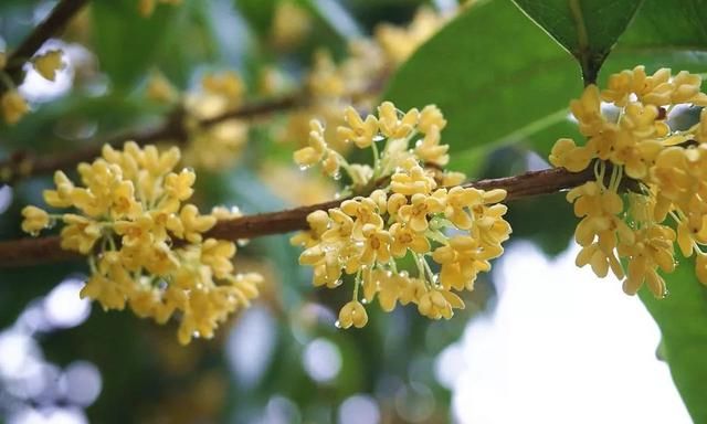 桂花酒、桂花藕、桂花糕......桂花不仅可观赏竟还能做这么多美食