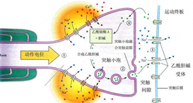 以毒焕肤？对，蜂毒能做到