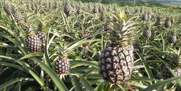 尝过台湾屏东正宗的“金钻凤梨”，再也不想吃菠萝了！够甜，不涩口