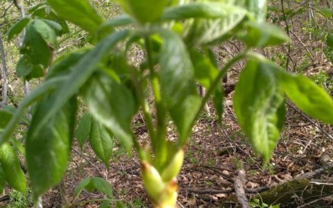 刺五加的嫩芽可以做菜吗(刺五加山野菜)