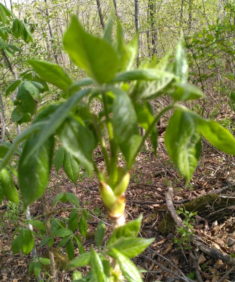 刺五加的嫩芽可以做菜吗(刺五加山野菜)图1