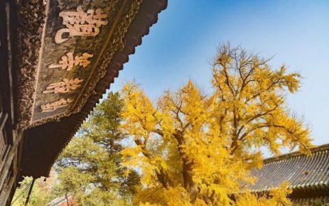 秋风起,银杏黄,枫叶红...