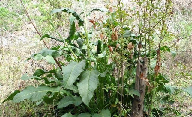 土大黄，蜂窝草，功效与作用