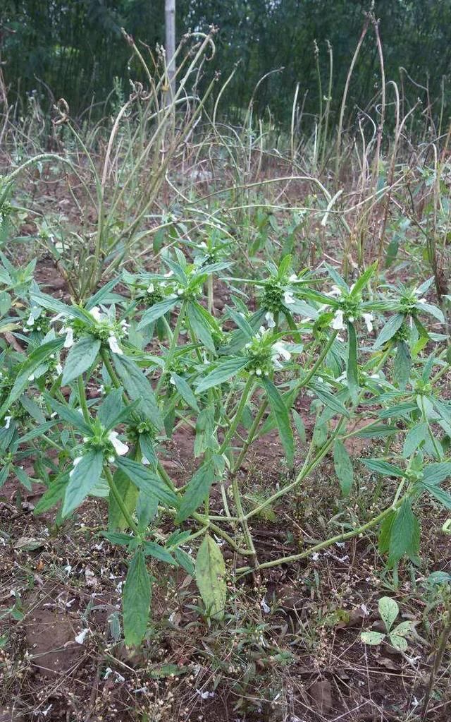 土大黄，蜂窝草，功效与作用