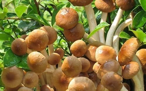 茶树菇有什么作用和功效,茶树菇是什么功效与作用图1