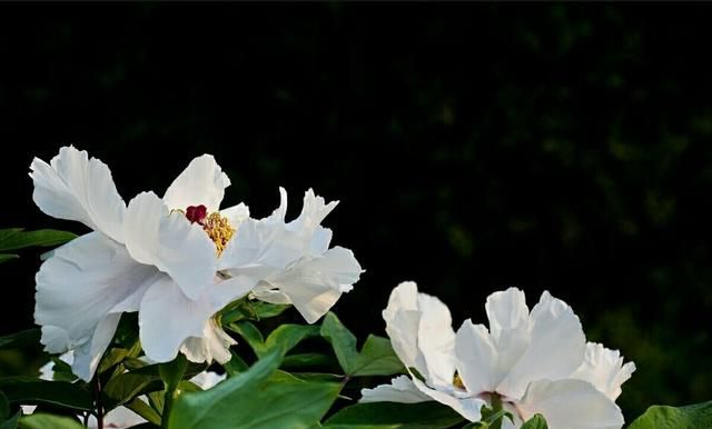 睡莲怎样种植(山芍种植条件)图1