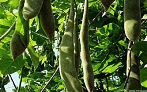 皂角播种育苗技术