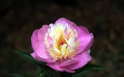 芍药花为什么叫女人花,芍药花有啥用途