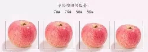 苦痘病是怎么引起的图2