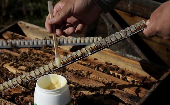 蜂王浆的食用方法和用量？蜂王浆怎么吃才好？