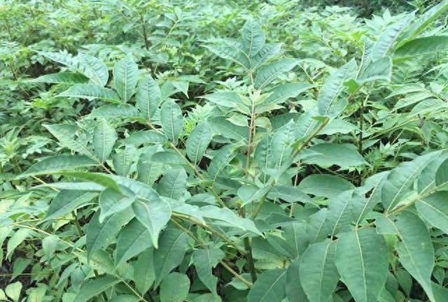 黄柏生于深山、河边、路边、溪旁林中，内皮鲜黄色