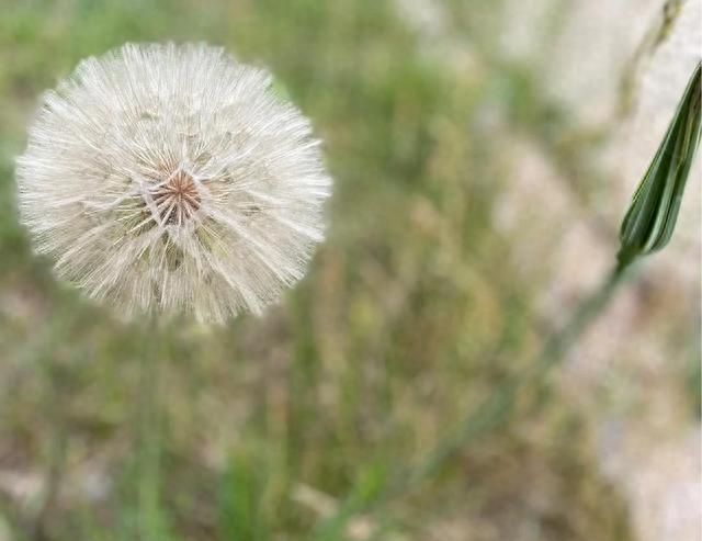 蔬菜牡蛎−黄花婆罗门参