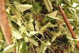 红河味道丨人见人爱的羊奶菜
