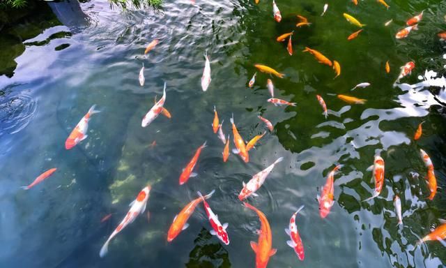 如何自制营养均衡的鱼食？增色增肥又有助于起头，金鱼也爱吃