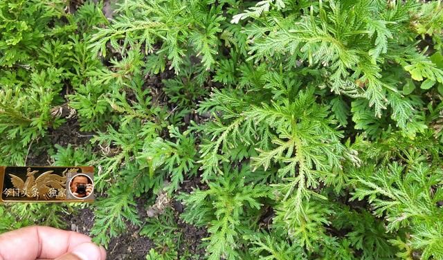 中草药摄影：卷柏，主治妇科病，孕妇禁用！乡村大山深处出好药！
