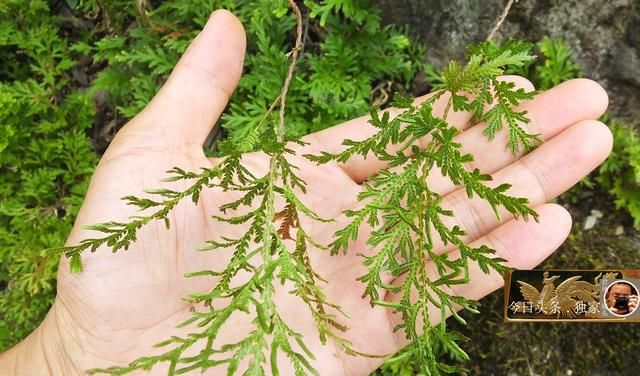 中草药摄影：卷柏，主治妇科病，孕妇禁用！乡村大山深处出好药！