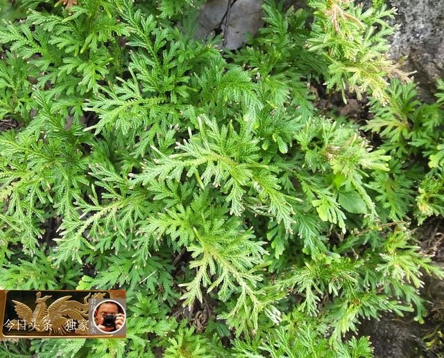 中草药摄影：卷柏，主治妇科病，孕妇禁用！乡村大山深处出好药！