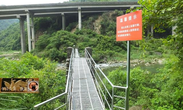 中草药摄影：卷柏，主治妇科病，孕妇禁用！乡村大山深处出好药！