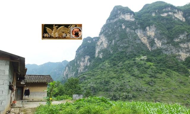 中草药摄影：卷柏，主治妇科病，孕妇禁用！乡村大山深处出好药！
