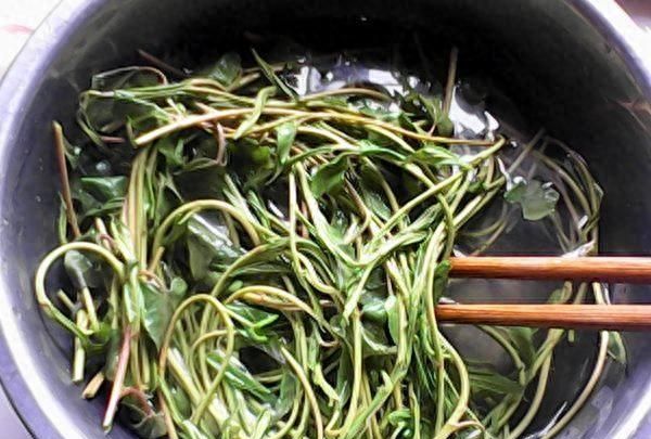 凉拌何首乌（嫩苗）