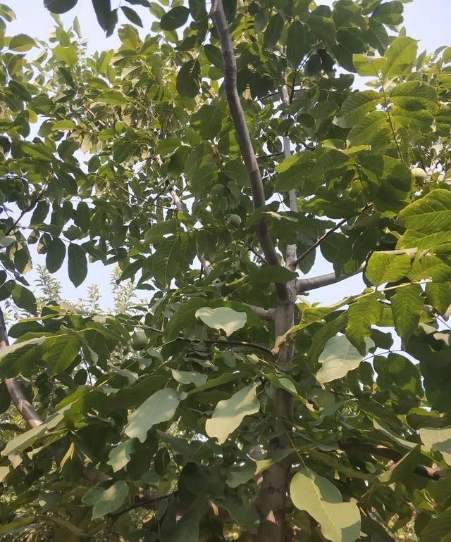 核桃和核桃的叶子能干啥图2