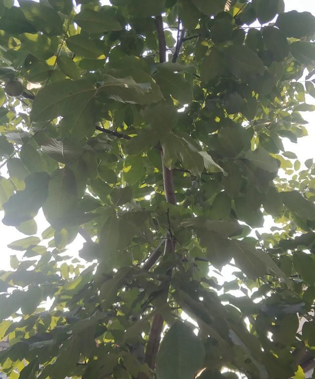 核桃和核桃的叶子能干啥图3
